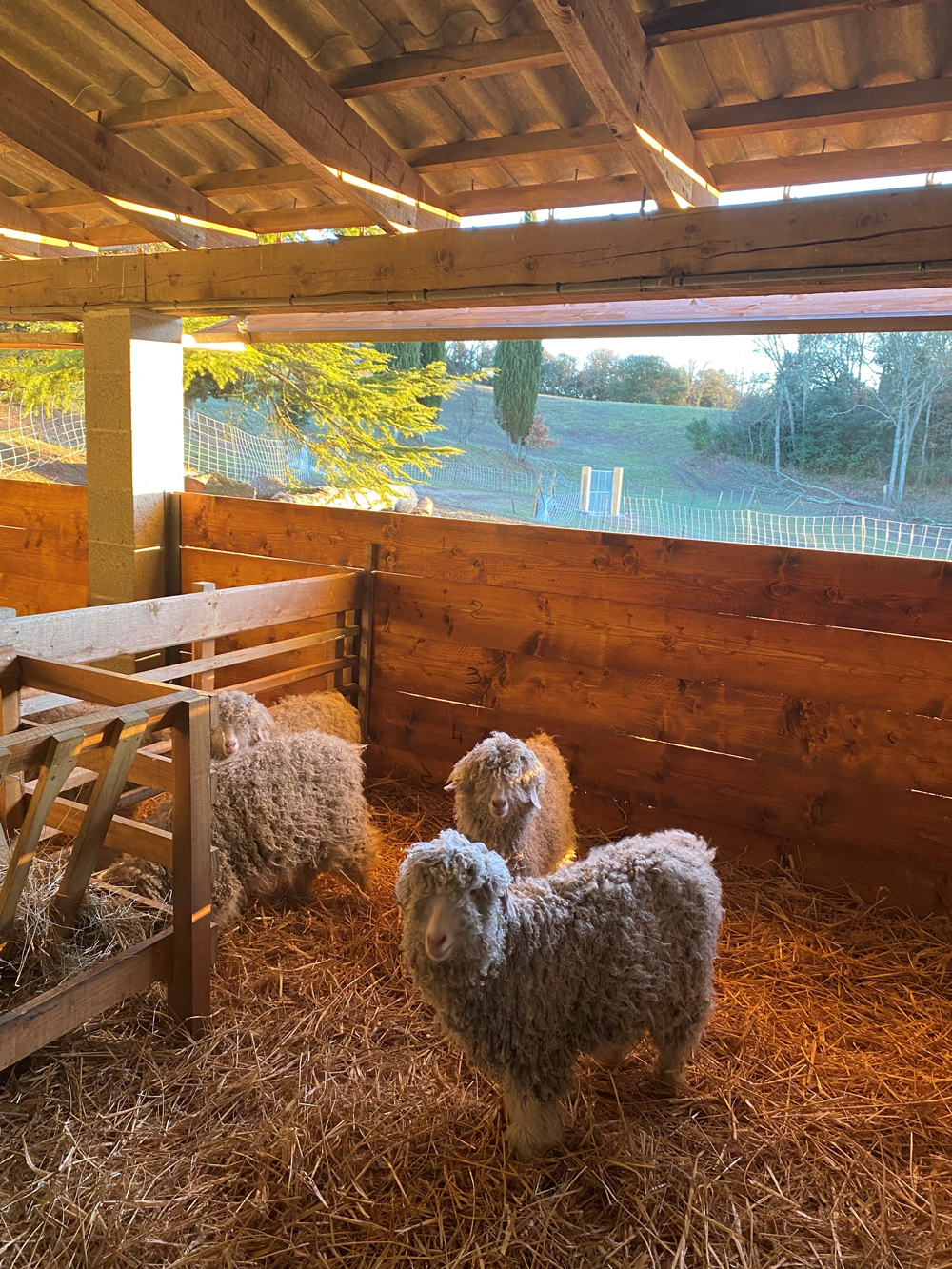 chèvres angora en enclos