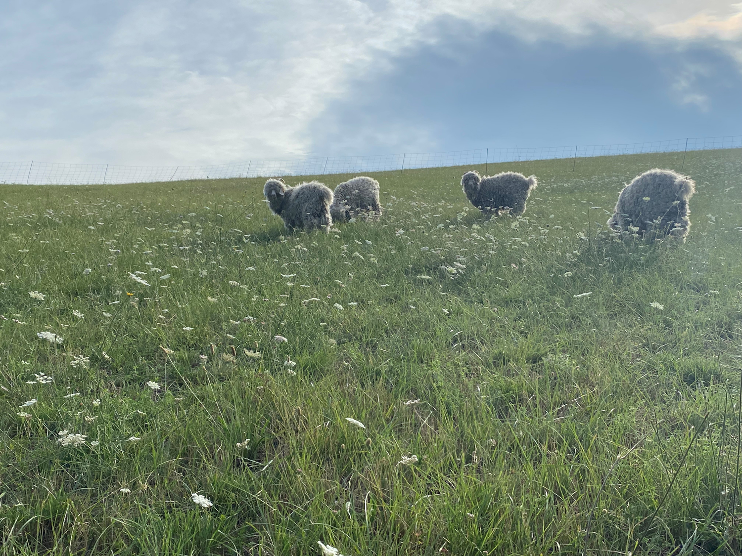 chèvres dans les prés