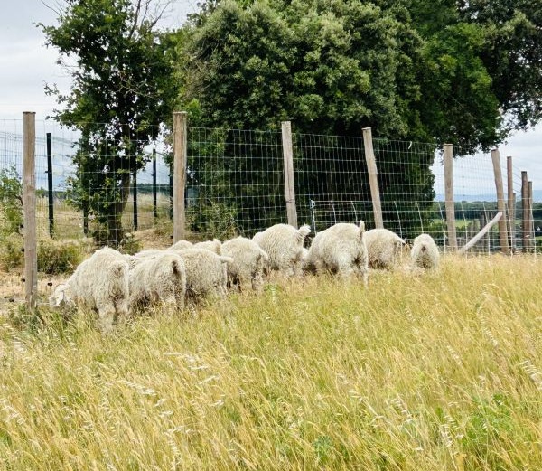 Petites_chevres_angora clémence et aurore avec les chèvres angora